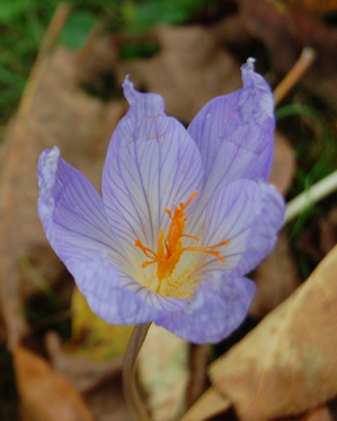 Crocus sativus.jpg